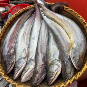 Kishoreganj's Dhanu River Boal - 1 kg plus size