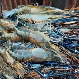 Lobster 5/7 pieces per kg