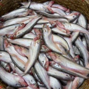 Bill's Pabda (15 to 18 pieces per kg)