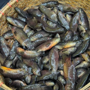 Bill's Desi Koi Regular Size (18/22 pieces per kg)