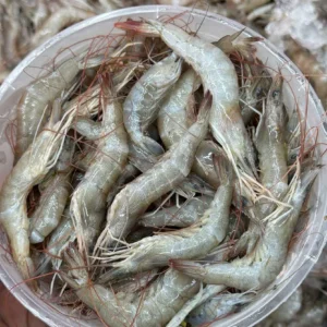 Harina shrimp