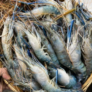 Lobster 20/25 pieces per kg