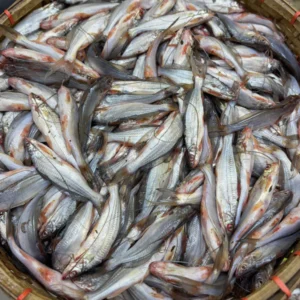 River gulsha fish regular size